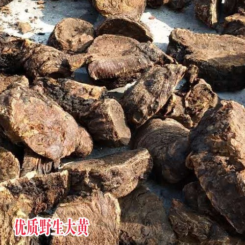 什么是大黄中药材_大黄哪里有卖?