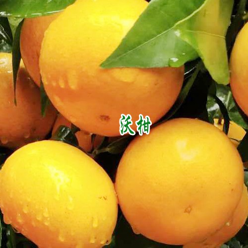 云南广西沃柑价格