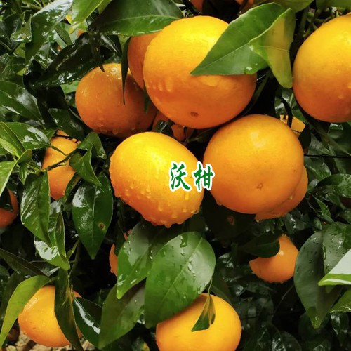 云南玉溪市新平县沃柑多少钱