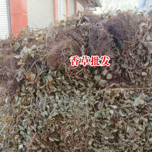 灵香草_香草灵草_云南哪里灵香草