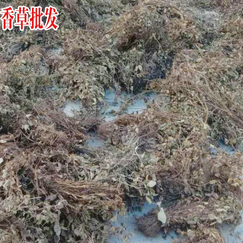 广西灵香草_灵香草价格_云南香草灵