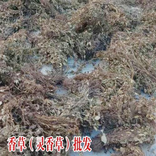 马关县2017年灵香草价-