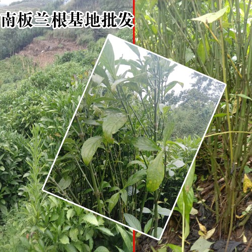 板蓝根道地药材_板蓝根冲剂功效