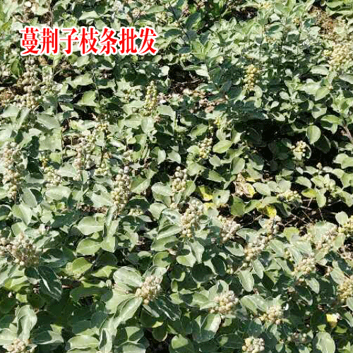 蔓荆子种苗价格表-蔓荆子成品包