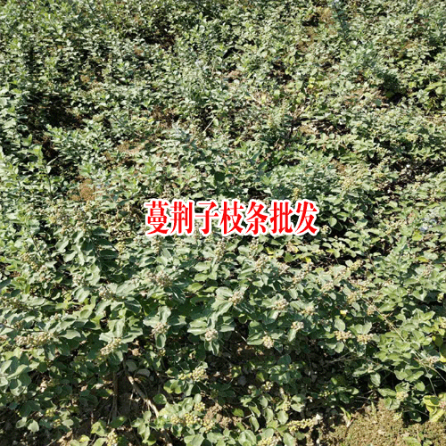 广西河池市罗城县蔓荆子苗2元/株,