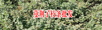 蔓荆子的新价格_蔓荆子价格新价格_蔓荆子新价格