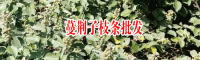 江西蔓荆子种苗_江西蔓荆子种苗供应报价中心