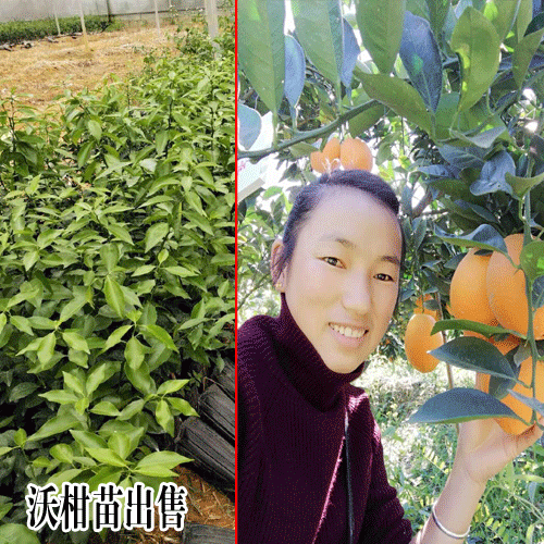 沃柑苗价格多少钱一株?