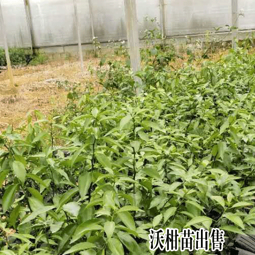 沃柑怎么施肥好-沃柑苗销售