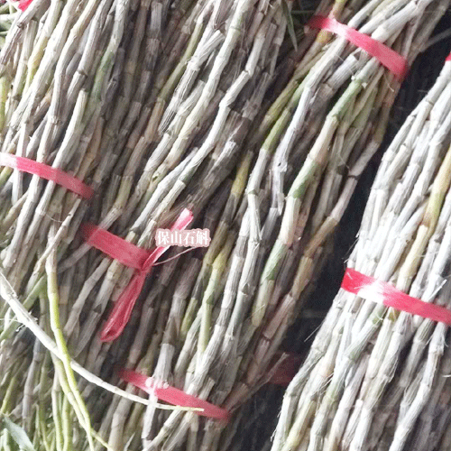 铁皮石斛种植条件_紫皮鲜条，石斛，盆景石斛，石斛枫斗