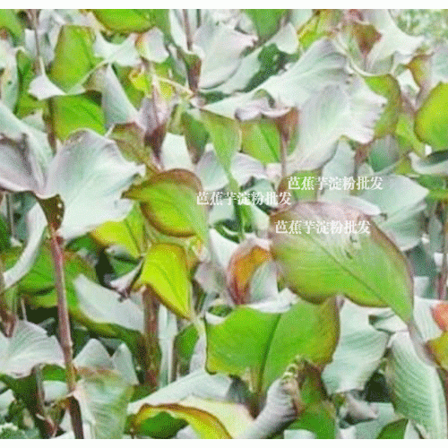 芭蕉芋种植/旱藕什么时候引种比较好？