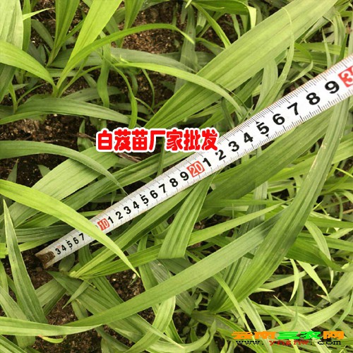 白芨种植周期是多长，什么时候可以采收