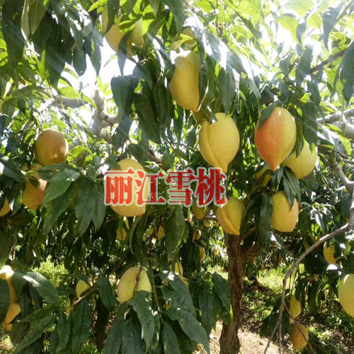 丽江雪桃多少钱一斤