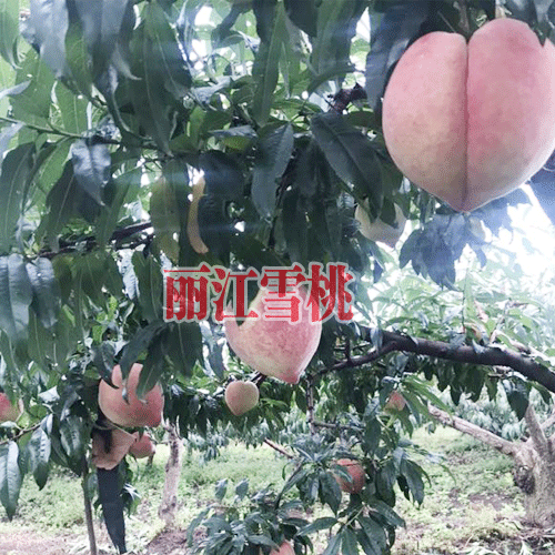 丽江雪桃几月份成熟