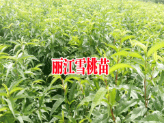 丽江雪桃怎么样_丽江雪桃特点_苗哪里有卖