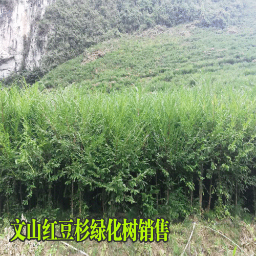 红豆杉绿化树苗价格#手机
