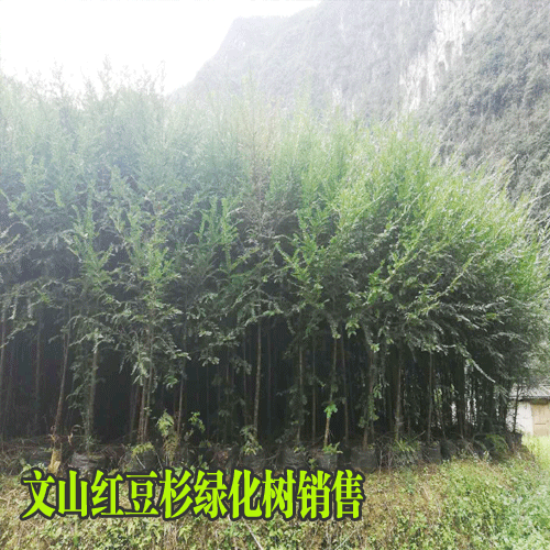 云南红豆杉_文山红豆杉大树图片