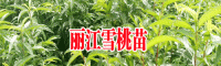 云南丽江拉市海雪桃价格