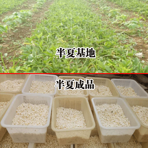 贵州半夏产品-销售半夏种子，半夏干货