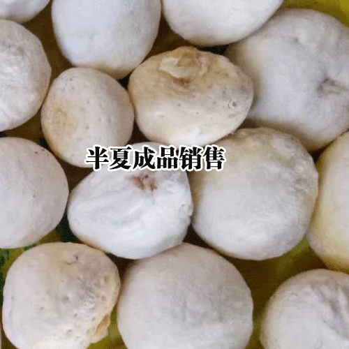 半夏的收获(上市)在什么时候？