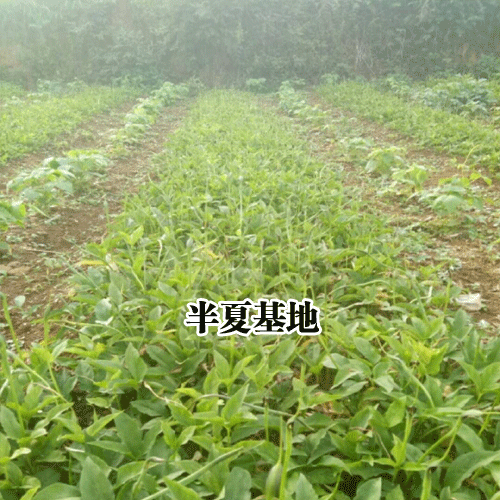 为何半夏佳采收期在秋天-销售半夏种子&半夏干货