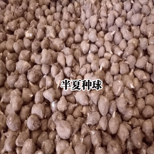 半夏合作社_销售半夏种子_半夏种植技术指导