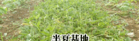 面积较大半夏基地_半夏块茎用筛分出大、中、小三级