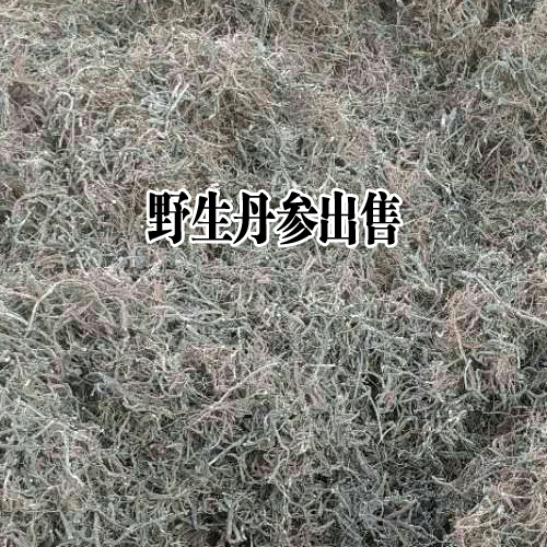 安国药市丹参上市量行情低落