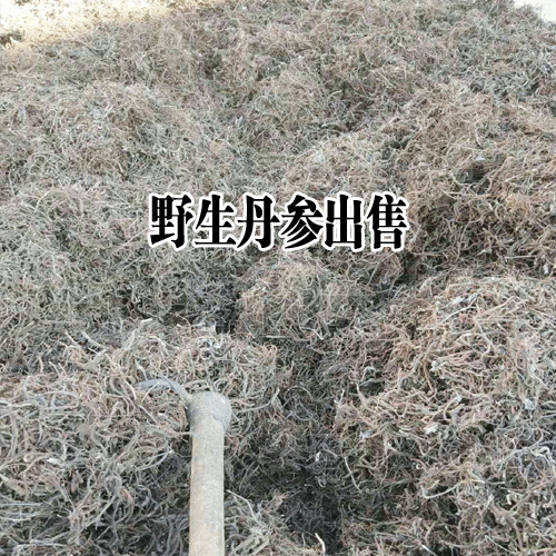 亳州药市丹参行情