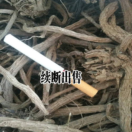 续断种植如何提高出苗率