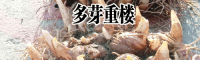 重楼种植如何做到合理