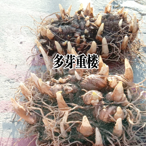 重楼小苗图片