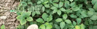 哪些地方适合种植重楼