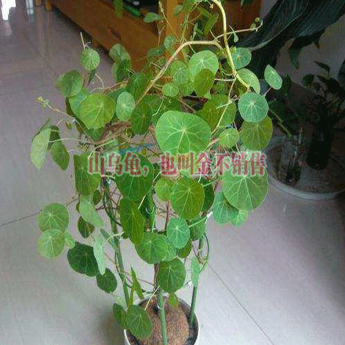 山乌龟 [1] 药材有两类