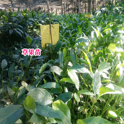 草果种苗移栽技术要点_草果种苗基地
