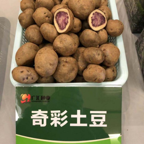“会泽大洋芋”——证书编号：AGI00703。