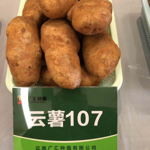 马铃薯、花卉、蔬菜、水果种植销售