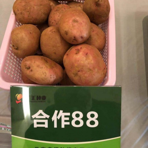 吃洋芋，长子弟”，洋芋