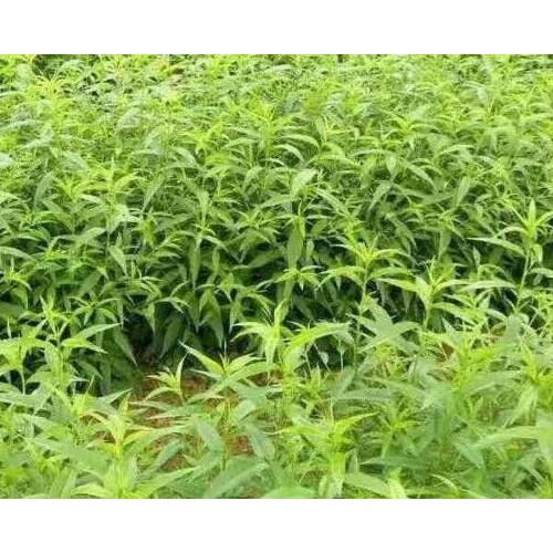 丽江雪桃苗种植_丽江三种雪桃苗种植模式