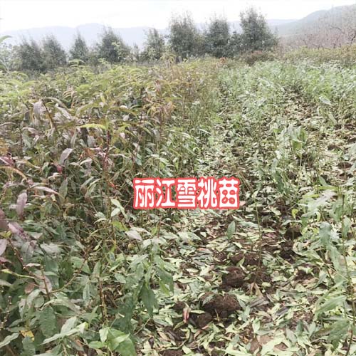 哪些地方适合种植丽江雪桃树(苗)