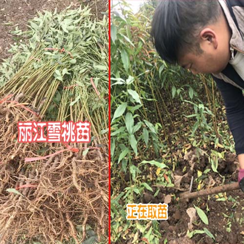 丽江雪桃苗培育大揭密(附育苗方法步骤)