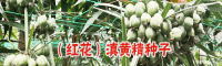 每亩地用多少黄精种子好?-黄精种子(苗)繁育基地