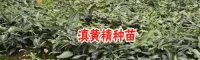 今年老虎姜、鸡头参参考价格:贵州统货70元左右