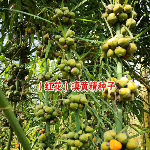 黄精一年出苗,三年开花,四年结籽-黄精种苗销售公司