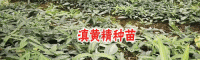 云南黄精又叫老虎姜、鸡爪参种苗供应