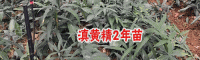 求购黄精种苗_+黄精种苗公司批发(附黄精历史价格行情)