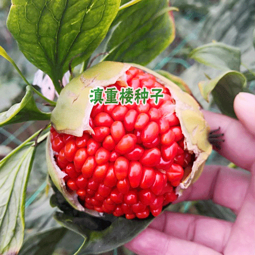 滇重楼日常管理技术_优质滇重楼种子种苗批发
