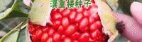 种植重楼的时间_优质滇重楼种苗厂家