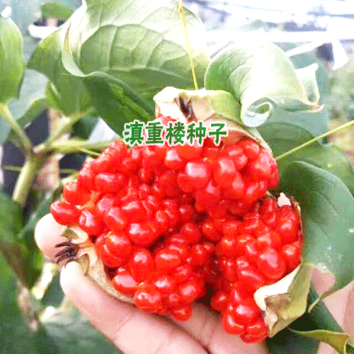 重楼播种_滇重楼种苗处理方法