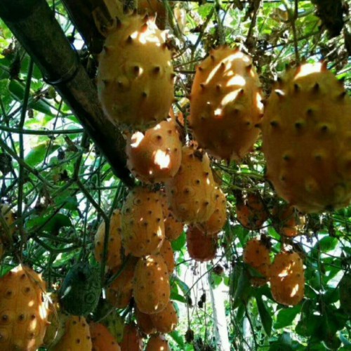 绿化工程树苗预算&果苗种植项目预算